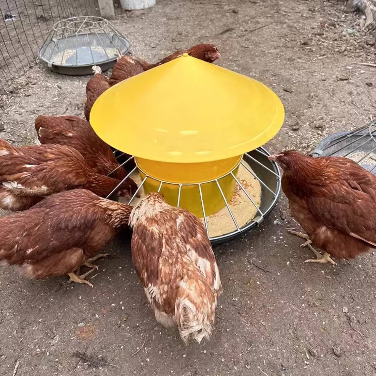 Tempat Makan Unggas Bulat Kapa - Feeding ulasan dan harga