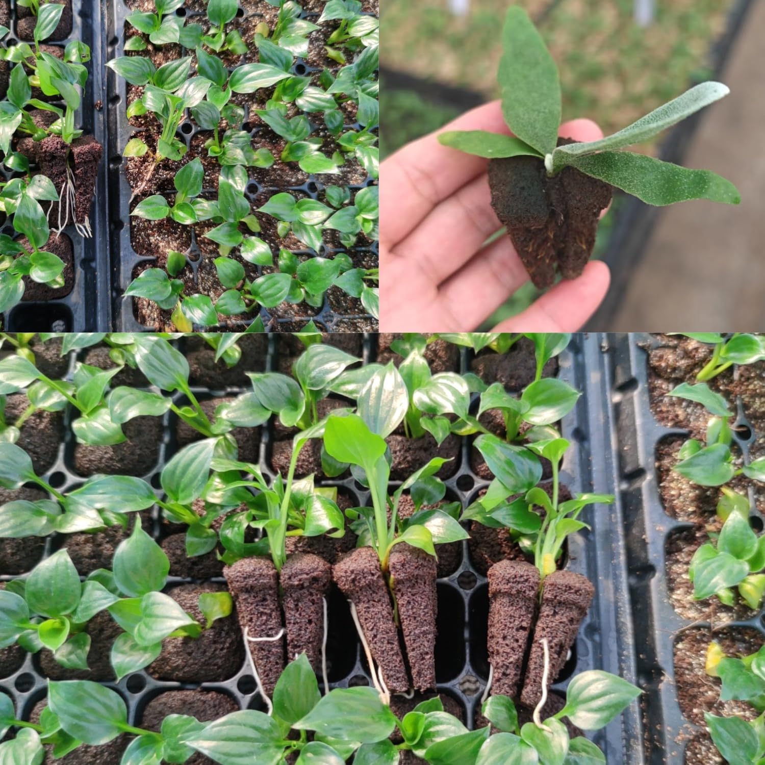 Spons Perkecambahan Cepat Hidr - Nursery ulasan dan harga